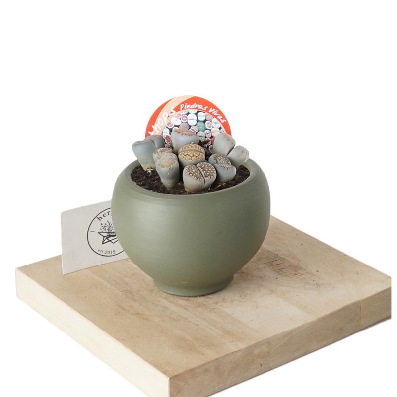 Lithops (Taş Kaktüs)