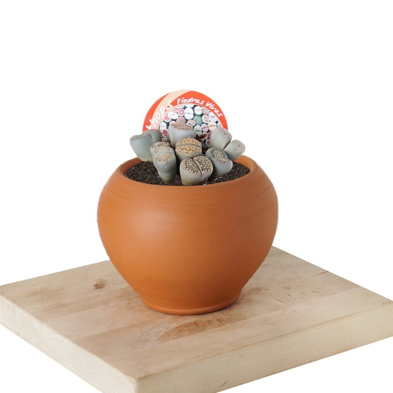 Lithops (Taş Kaktüs)