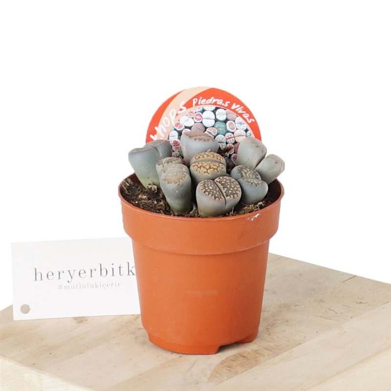 Lithops (Taş Kaktüs)