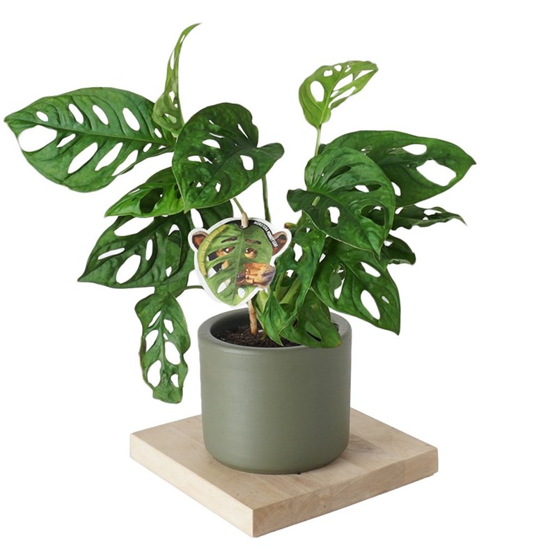 Monstera Adansonii (Deve Tabanı Bitkisi)