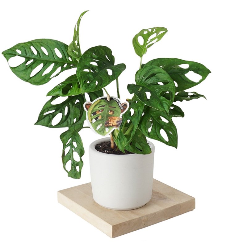 Monstera Adansonii (Deve Tabanı Bitkisi)