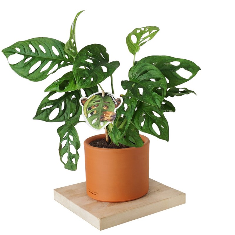 Monstera Adansonii (Deve Tabanı Bitkisi)