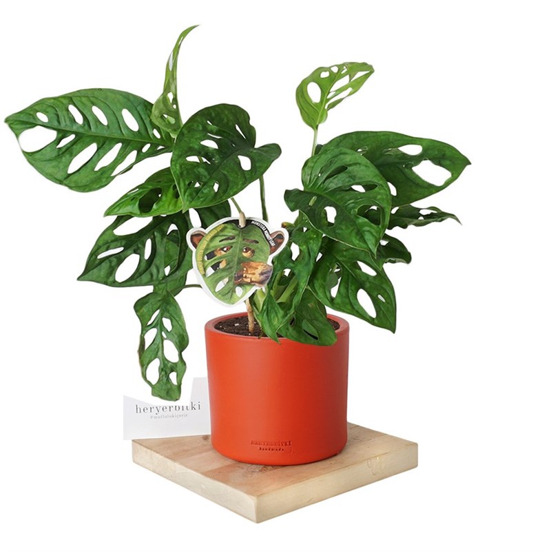 Monstera Adansonii (Deve Tabanı Bitkisi)