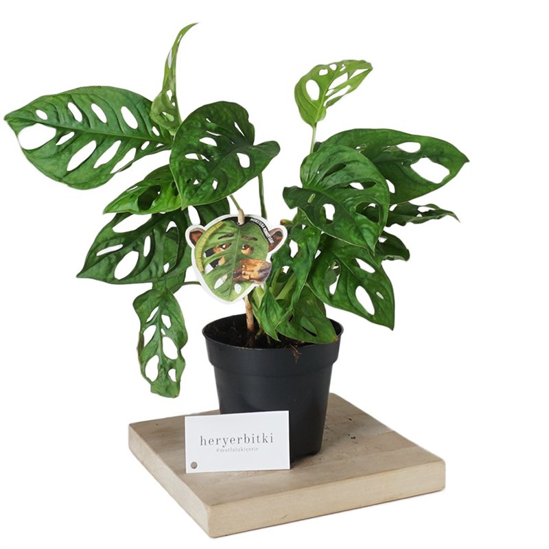 Monstera Adansonii (Deve Tabanı Bitkisi)