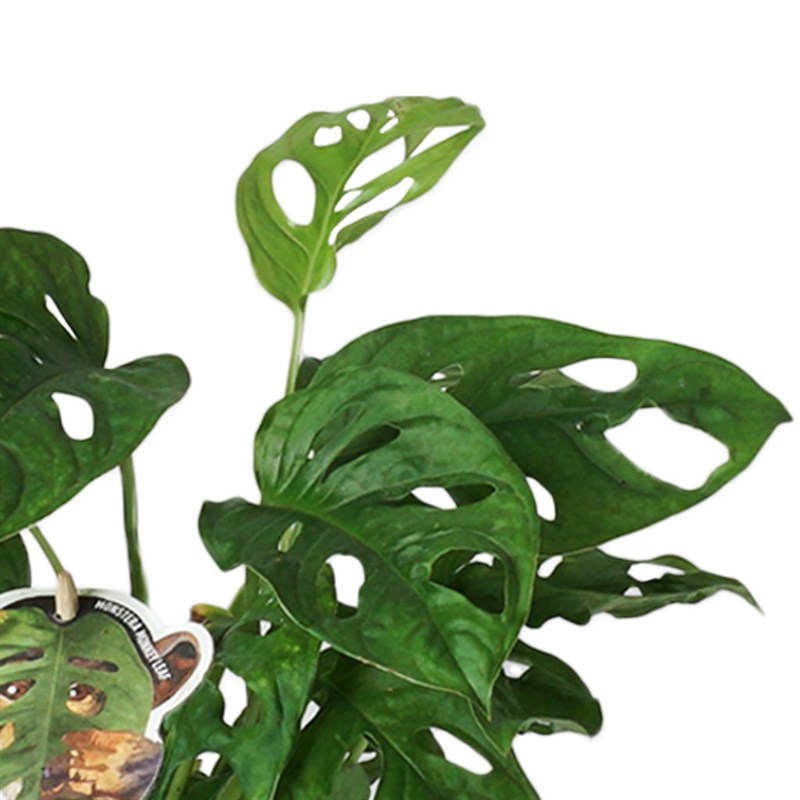 Monstera Adansonii (Deve Tabanı Bitkisi)