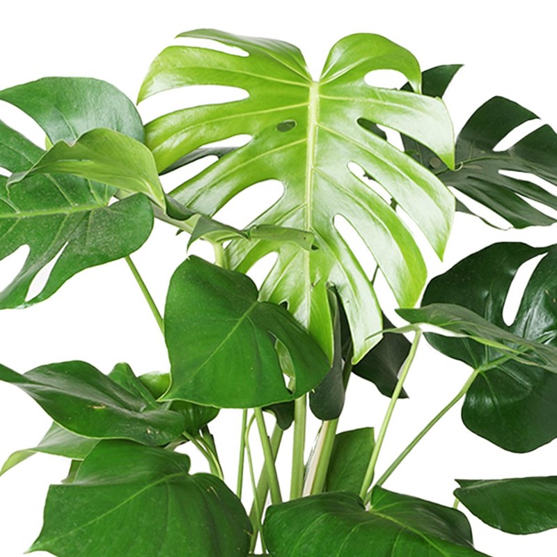 Deve Tabanı (Monstera Deliciosa Large)