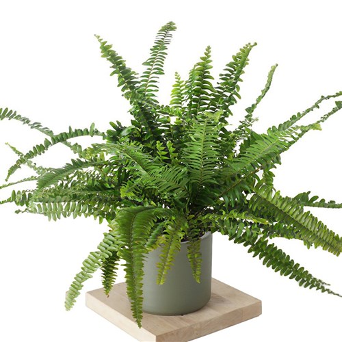 Nephrolepis (Aşk Merdiveni Bitkisi) - Large