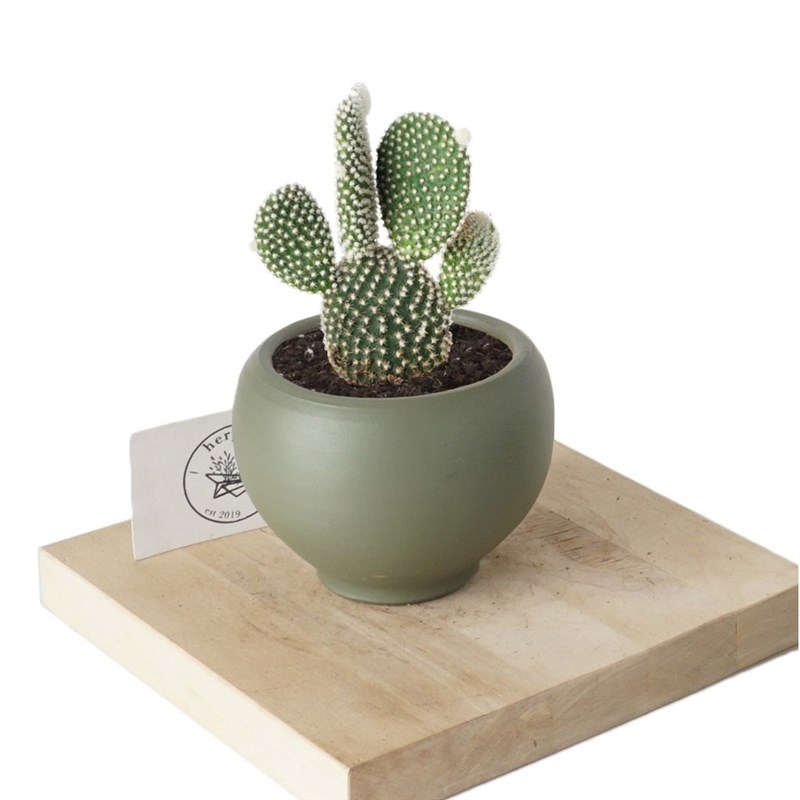 Opuntia Microdasys (Tavşan Kulağı Kaktüs)