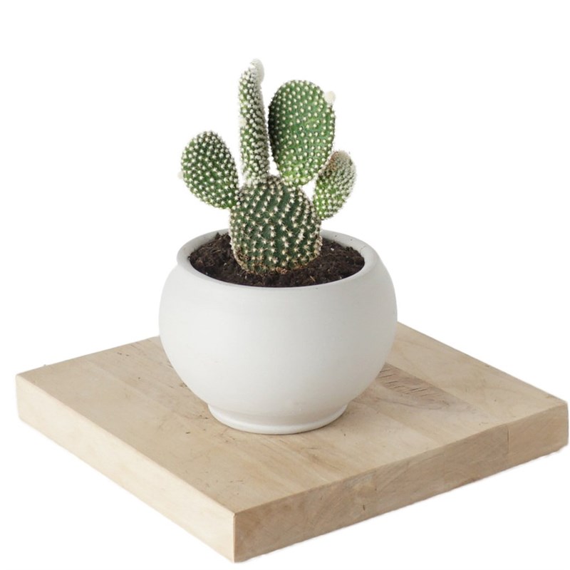 Opuntia Microdasys (Tavşan Kulağı Kaktüs)
