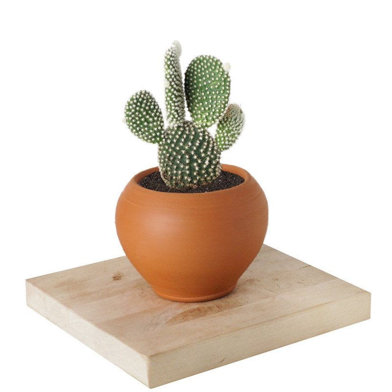 Opuntia Microdasys (Tavşan Kulağı Kaktüs)