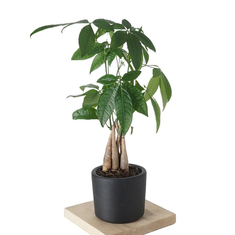 Pachira Aquatica (Para Ağacı Bitkisi) 30 cm