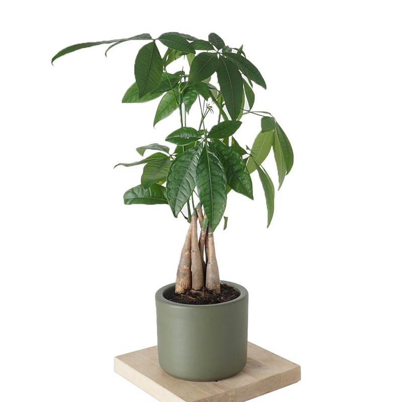 Pachira Aquatica (Para Ağacı Bitkisi) 30 cm