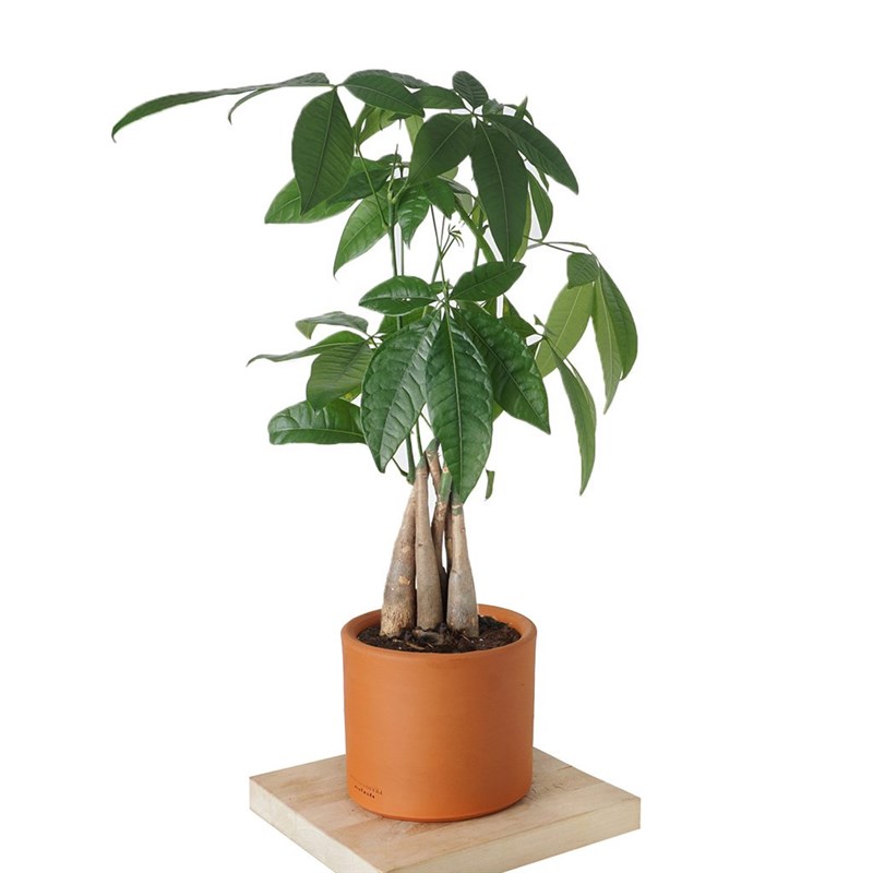 Pachira Aquatica (Para Ağacı Bitkisi) 30 cm