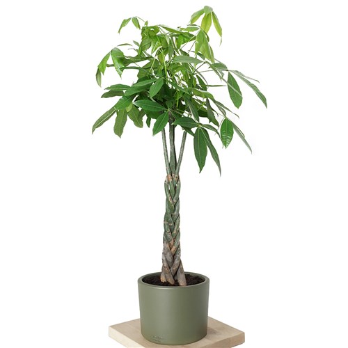 Pachira Aquatica (Para Ağacı Bitkisi) Large - 130-150cm