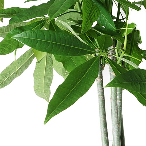 Pachira Aquatica (Para Ağacı Bitkisi) Large - 130-150cm