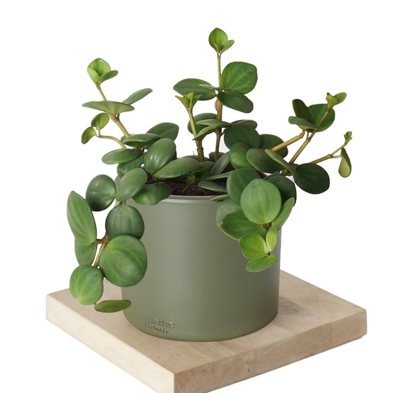 Peperomia Hope (Umut Sarmaşığı)