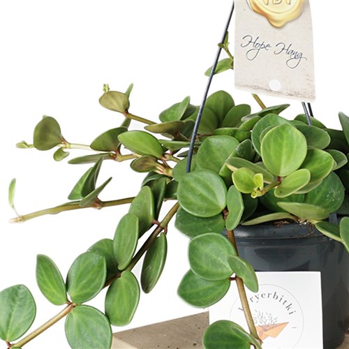 Peperomia Hope (Umut Sarmaşığı)