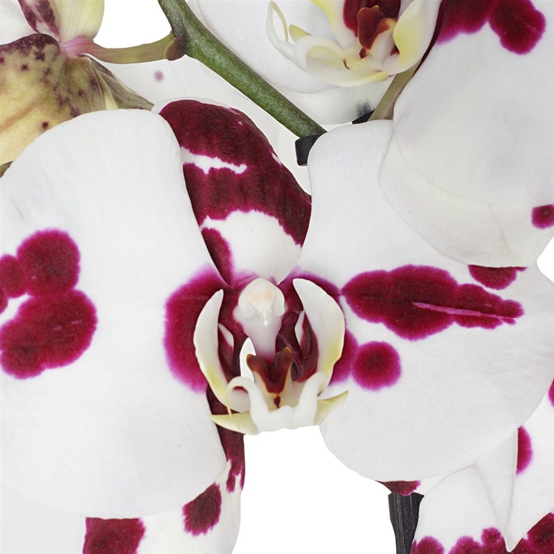 Gifted Phalaenopsis Orchids (Benekli Orkide)