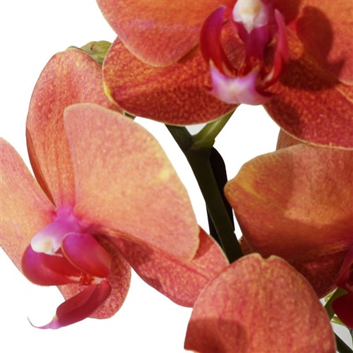 Phalaenopsis Coral Orchids (Ateş Orkide)