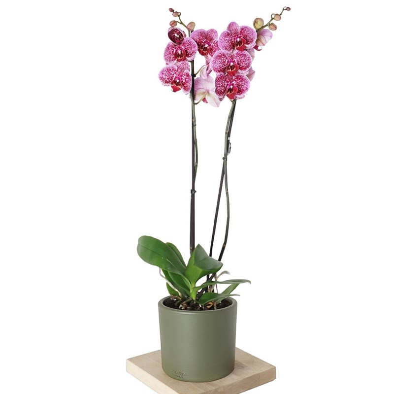 Phalaenopsis Orchids (Seprano Orkide)