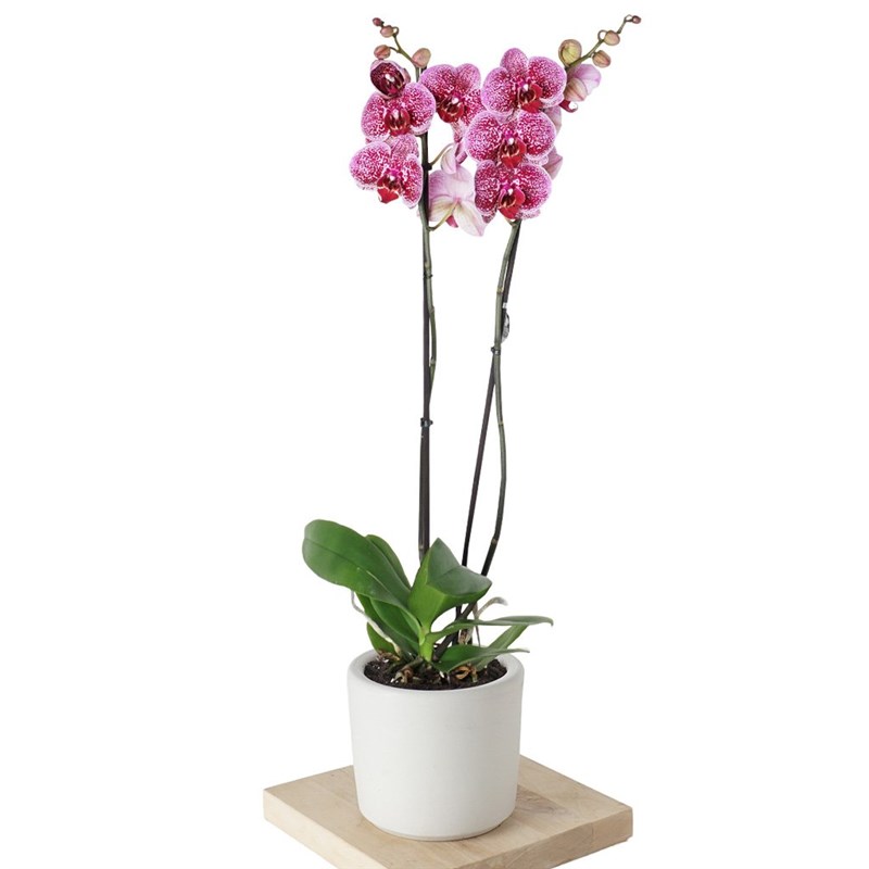 Phalaenopsis Orchids (Seprano Orkide)