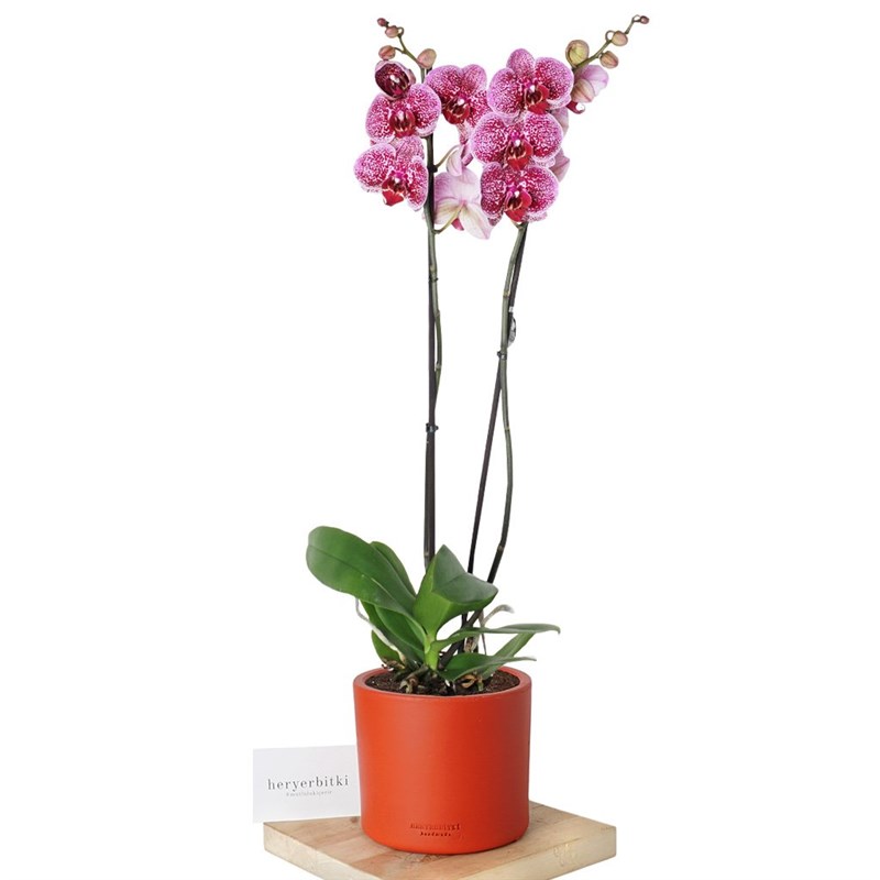 Phalaenopsis Orchids (Seprano Orkide)