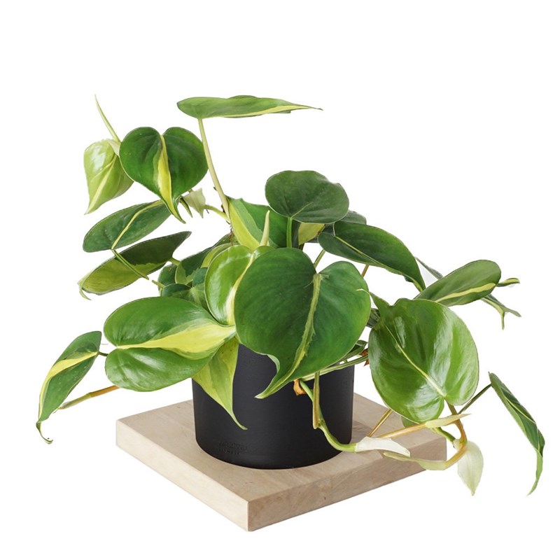 積層サンドイッチタイプ ４号Ｂ(750×380mm) 23mm グリーン Kalp Yapraklı Salon Sarmaşığı - Heryerbitki