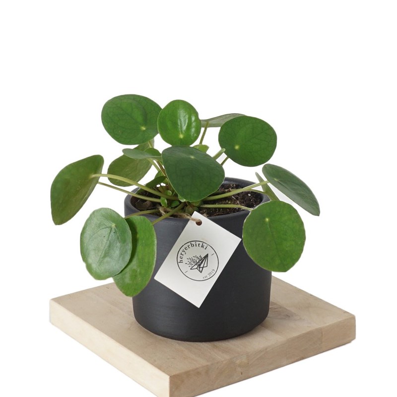 Pilea Peperomioides (Para Çiçeği)