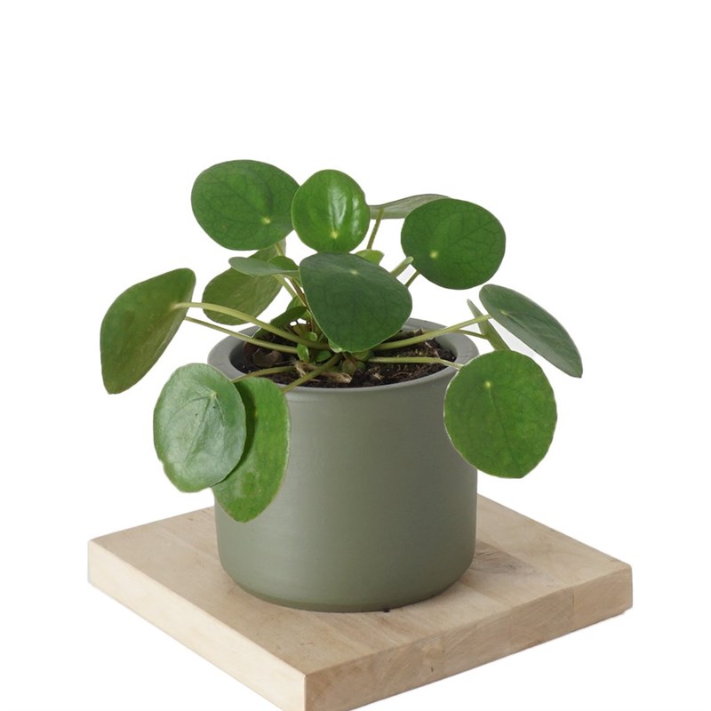 Pilea Peperomioides (Para Çiçeği)