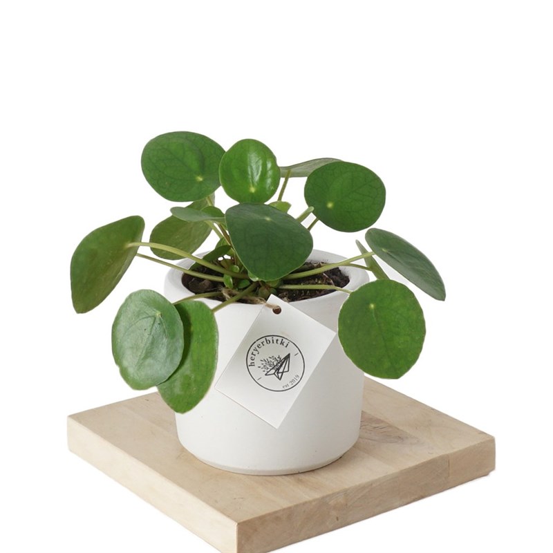 Pilea Peperomioides (Para Çiçeği)