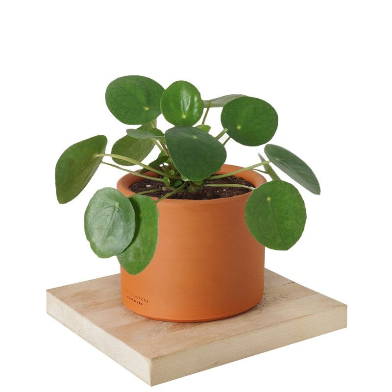 Pilea Peperomioides (Para Çiçeği)