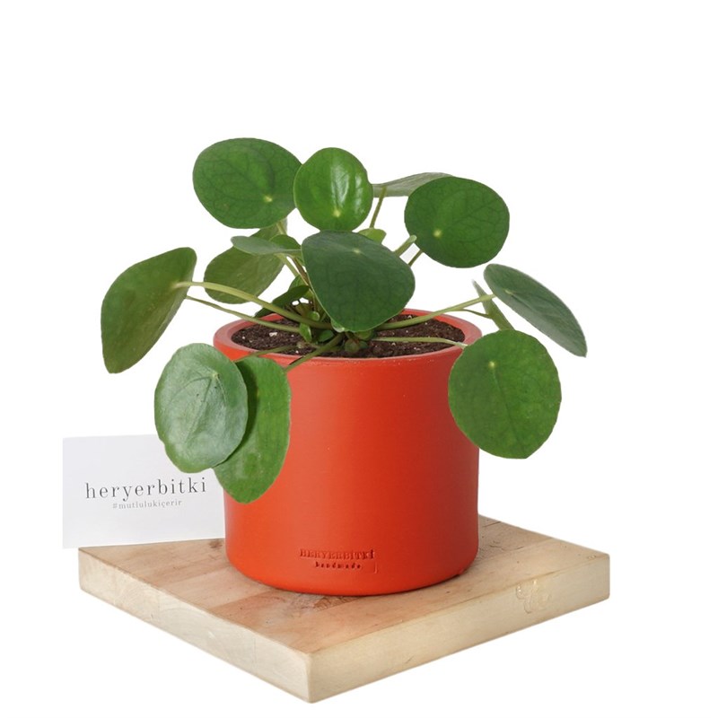 Pilea Peperomioides (Para Çiçeği)