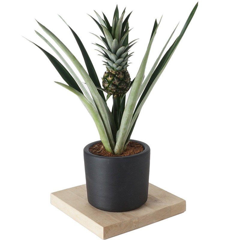 Pineapple Plant (Ananas Bitkisi)