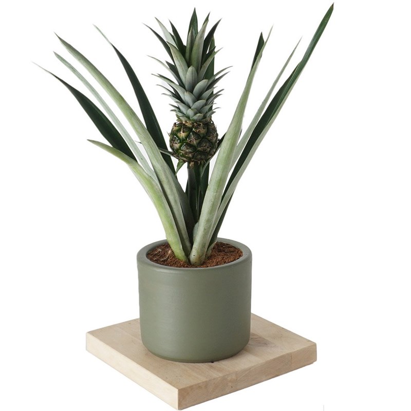 Pineapple Plant (Ananas Bitkisi)