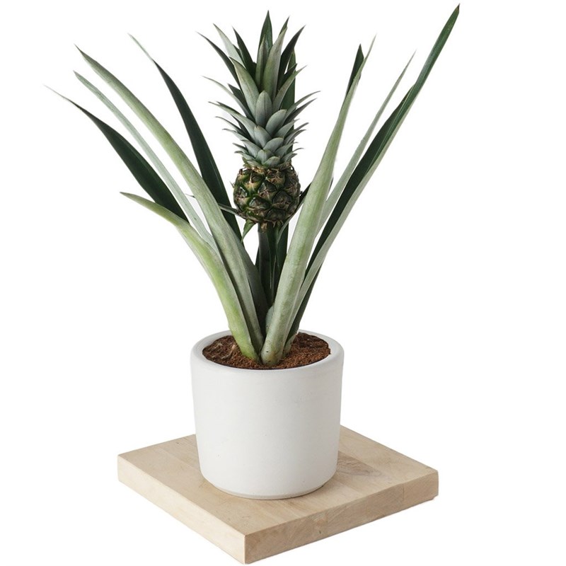 Pineapple Plant (Ananas Bitkisi)
