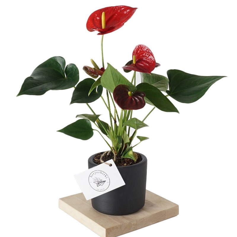 Anthurium Royal (Antoryum Çiçeği)