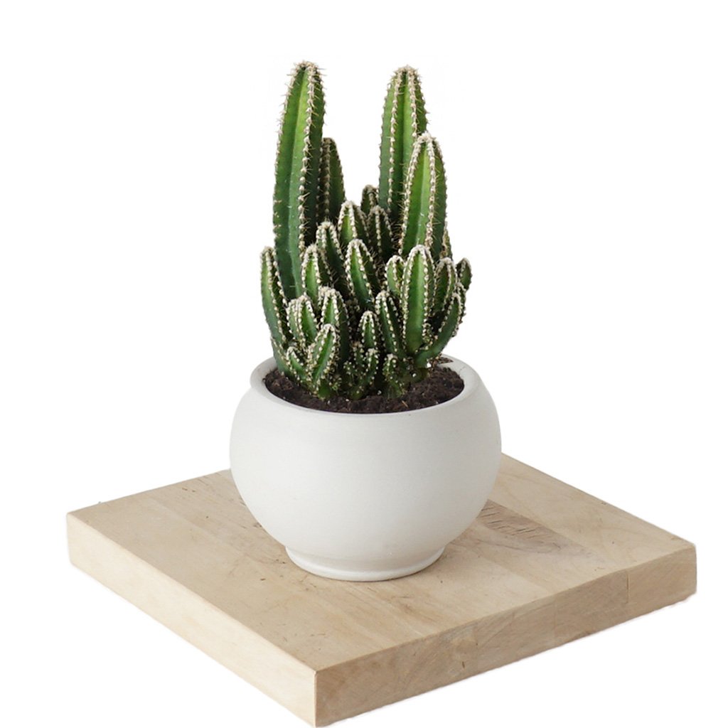 Radyasyon Savar Kakts (Cereus Cactus) - Heryerbitki