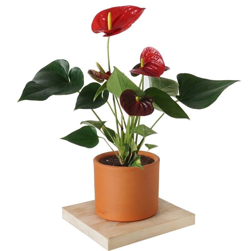 Anthurium Royal (Antoryum Çiçeği)