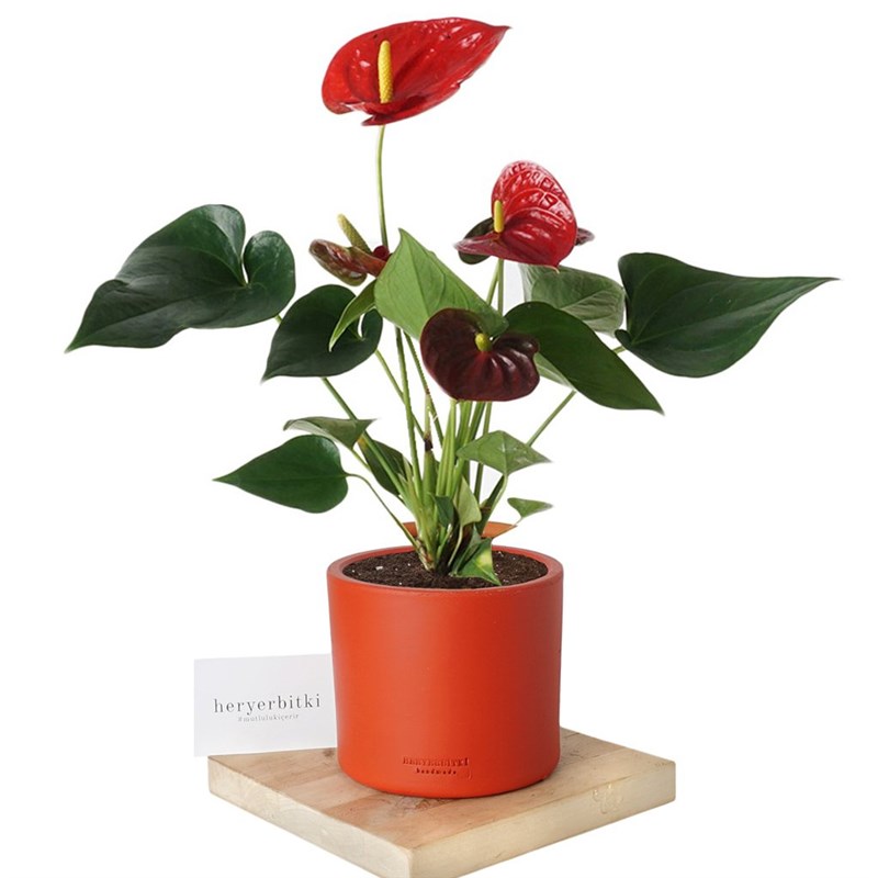 Anthurium Royal (Antoryum Çiçeği)