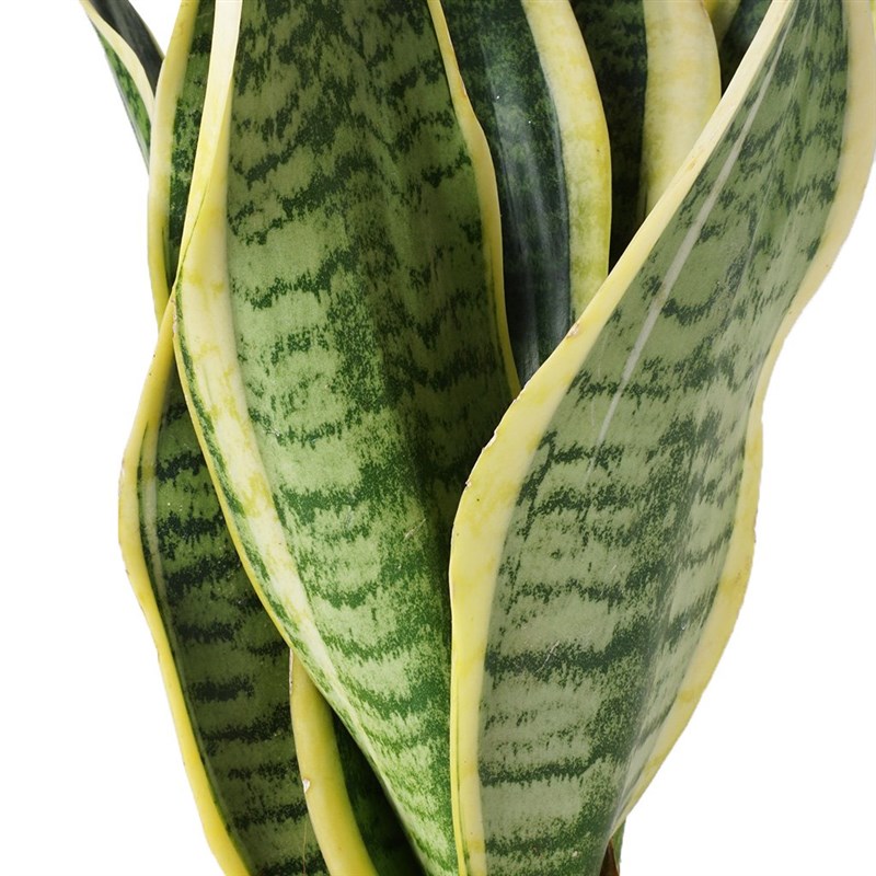 Yeşil Saksılı Paşa Kılıcı (Sansevieria Black Gold)