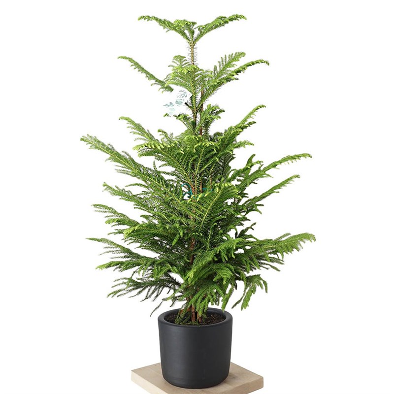 Araucaria (Salon Çamı)