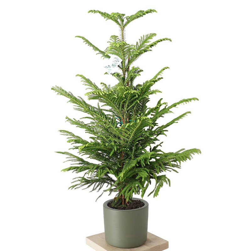 Araucaria (Salon Çamı)