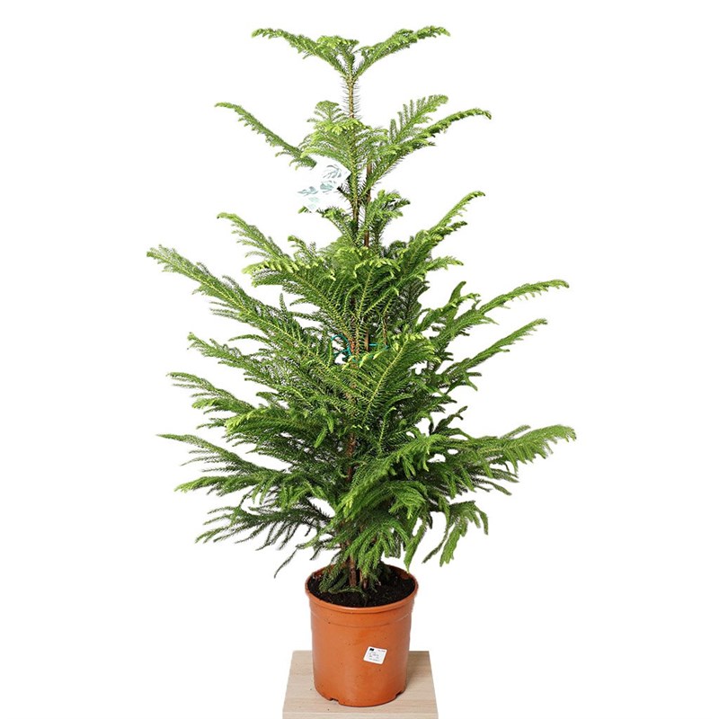 Araucaria (Salon Çamı)