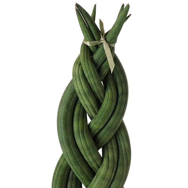 Paşa Kılıcı - Örgülü, Yeşil Saksıda (Sansevieria)