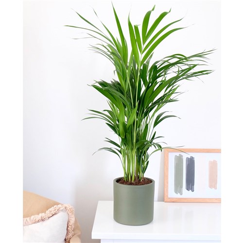 Dypsis Lucetens (Areka Palmiyesi)
