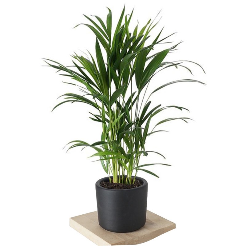 Dypsis Lucetens (Areka Palmiyesi)