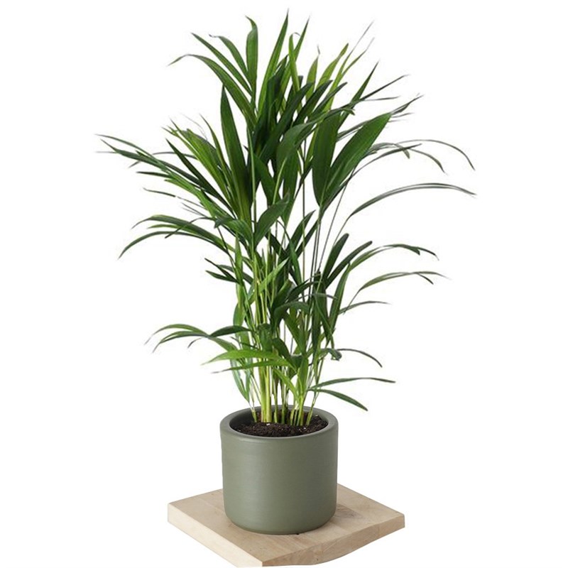 Dypsis Lucetens (Areka Palmiyesi)