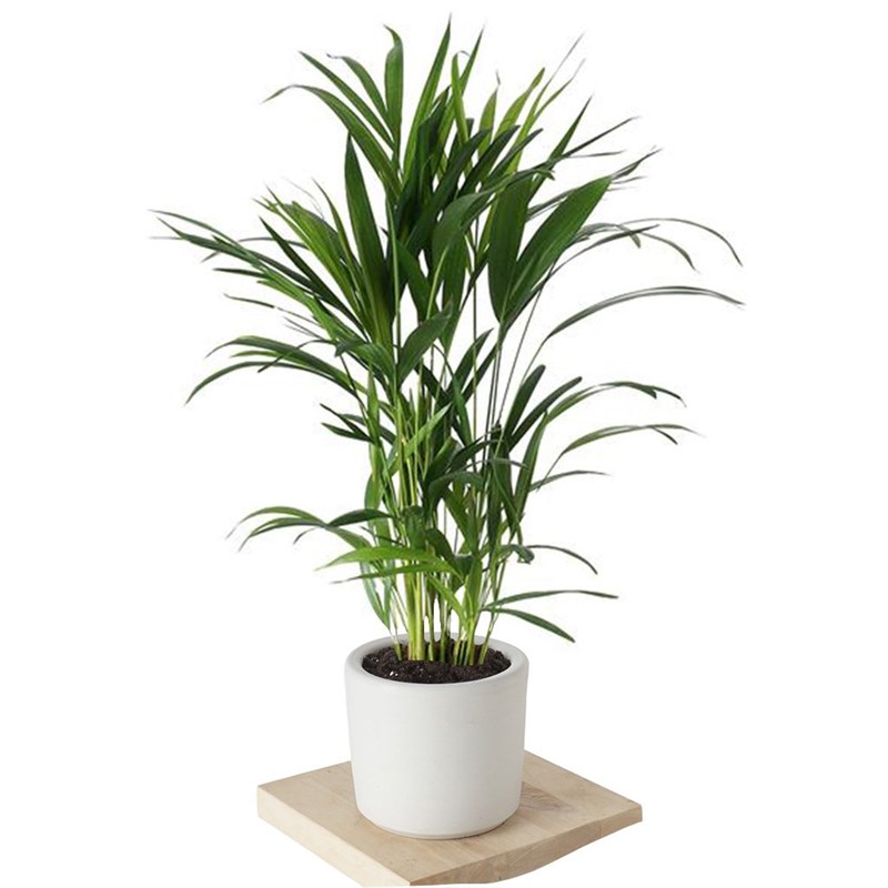 Dypsis Lucetens (Areka Palmiyesi)