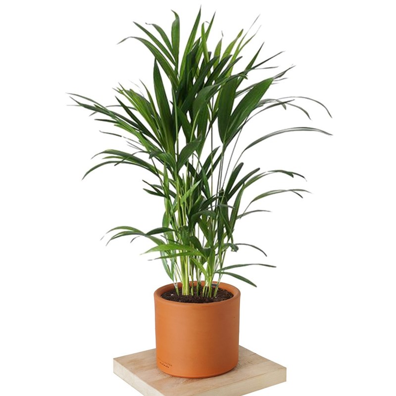 Dypsis Lucetens (Areka Palmiyesi)