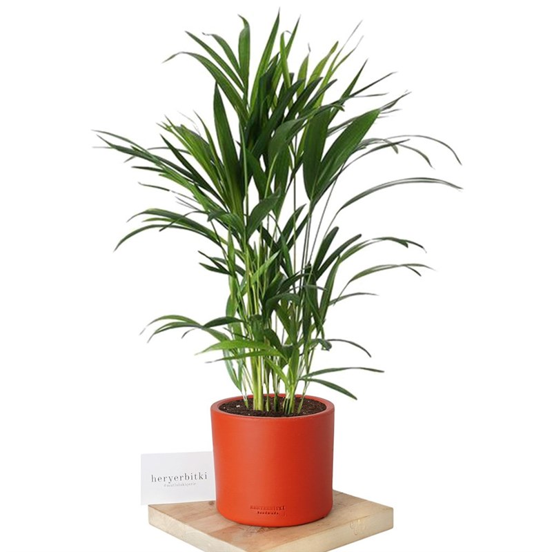 Dypsis Lucetens (Areka Palmiyesi)